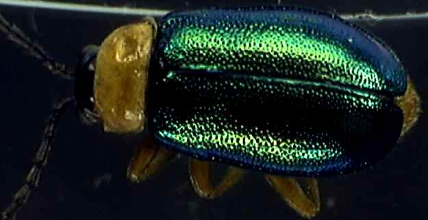 Sermylassa halensis